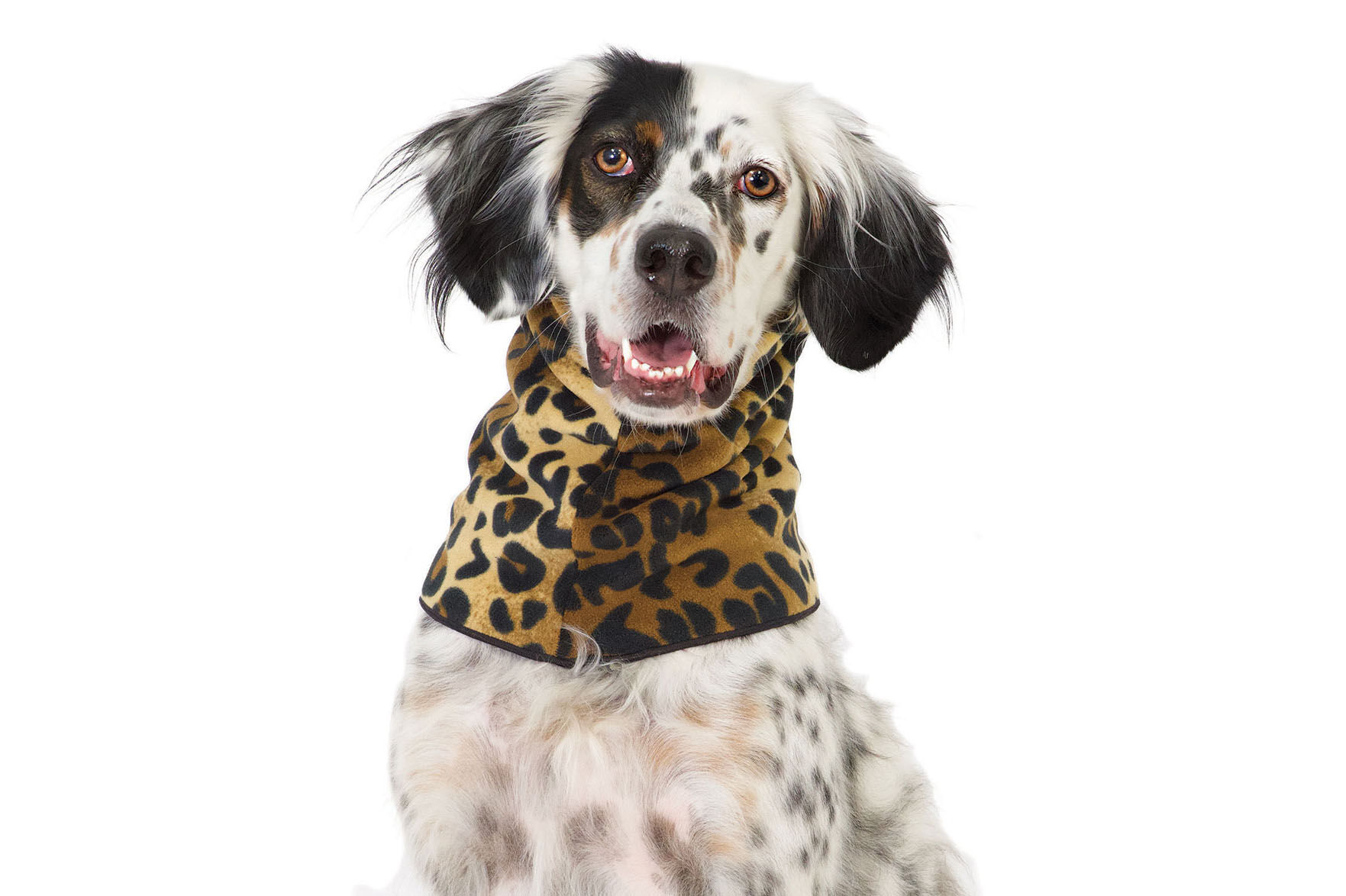 WR3 Gold Paw Series.jpg